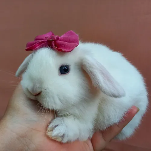 Mini Coelho Mini Lop 