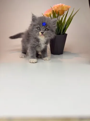 Gato persa