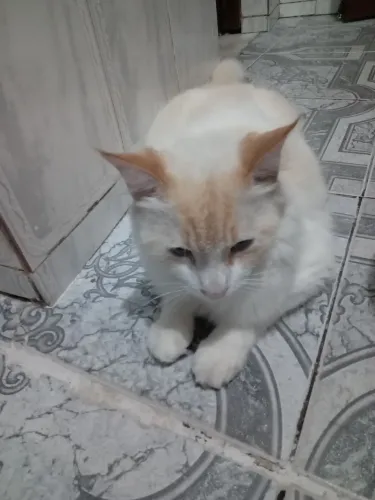 Doa se um gatinho castrado 8 meses