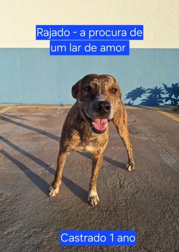 Cachorro Macho Porte Médio Rajado Castrado