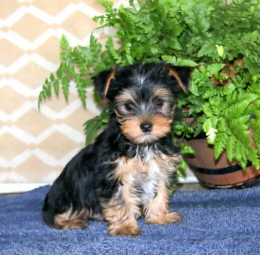 Yorkshire Terrier Filhotes - Pequenos e Cheios de Amor!
