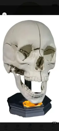 Crânio humano adulto 3D