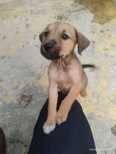 Filhote cão macho