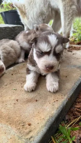 Husky siberiano macho e fêmea
