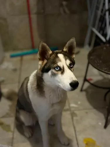 Husky siberiano cachorro fêmea 5 mês 