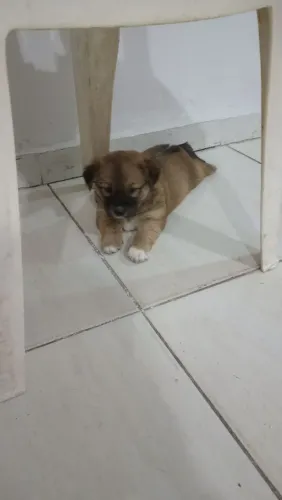 Adoção filhote