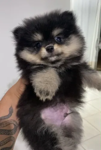 Lulu 