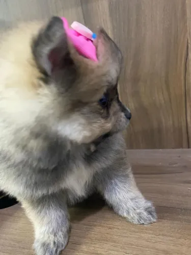 Lindas fêmeas disponíveis