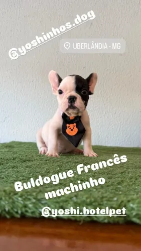 Buldogue Francês machinho disponível entrega imediata