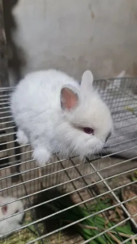 MINI LION HEAD