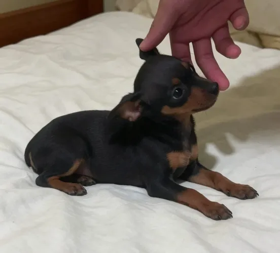 Pinscher fêmea Zero.