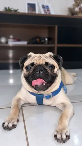 Filhote de Pug