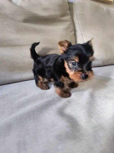 Yorkshire mini 