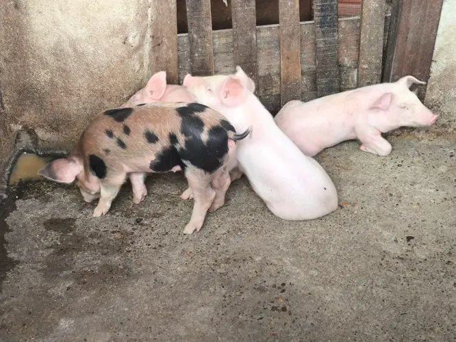 Lindos Leitões para começar criação