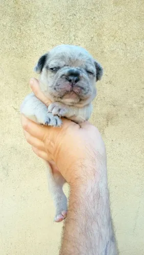 Bulldog frances macho