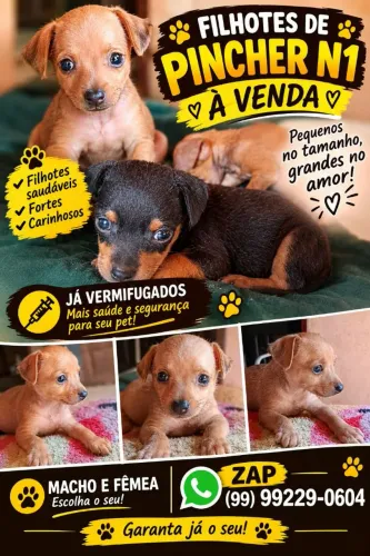 Pinscher número 1