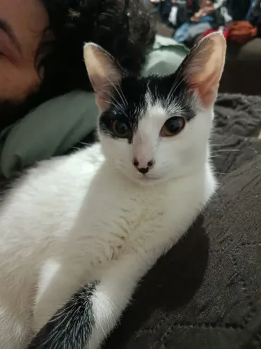 Gatinhos fofos para adoção