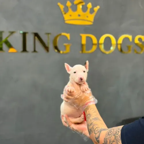 Filhotes de Bull Terrier | Focinho cheio de simpatia.