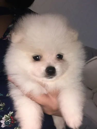 Spitz macho alegria  da casa