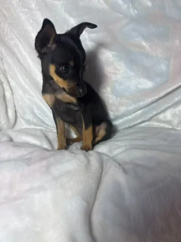 Vendo filhotes de pinscher