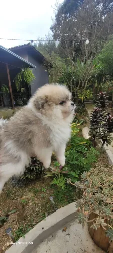 Filhote de Spitz Alemão