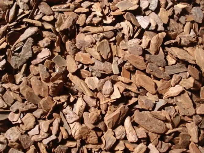 CASCA DE PINUS (SEIXOS) EM PROMOÇÃO!!!