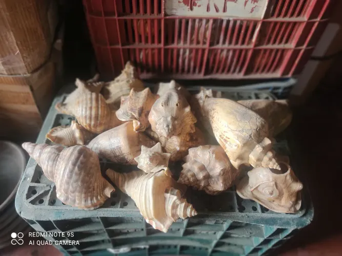 Conchas naturais tamanhos variados