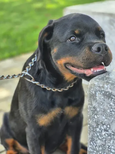 Filhotes de rottweiler 