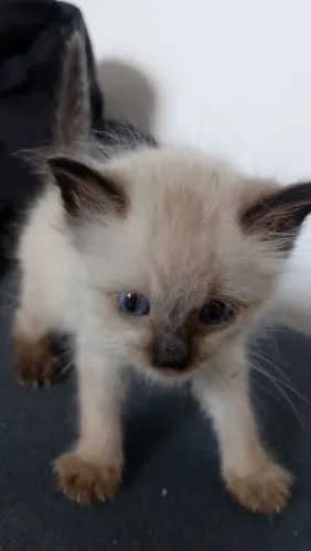Gatinhos para adoção 2 machos e 2 fêmeas