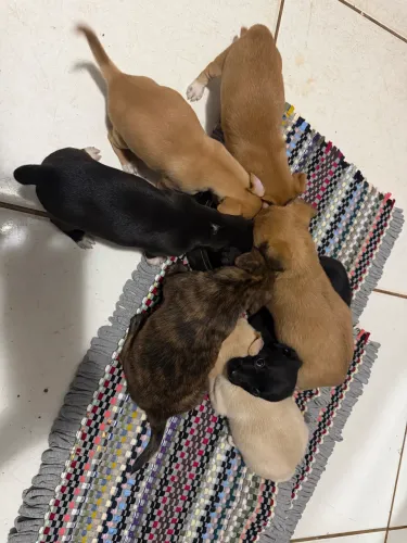 Doação de cachorro