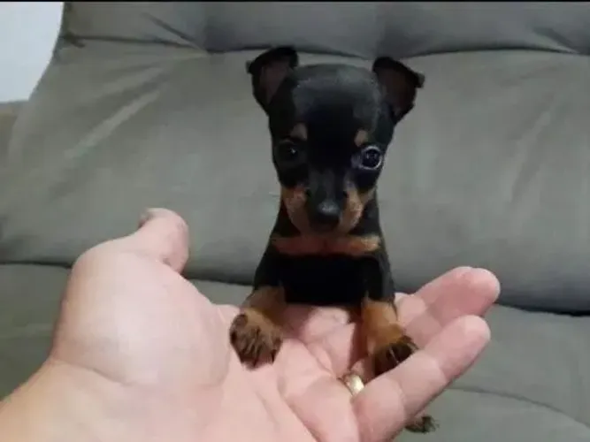 Pinscher "Protejo meu mundo sem medo."