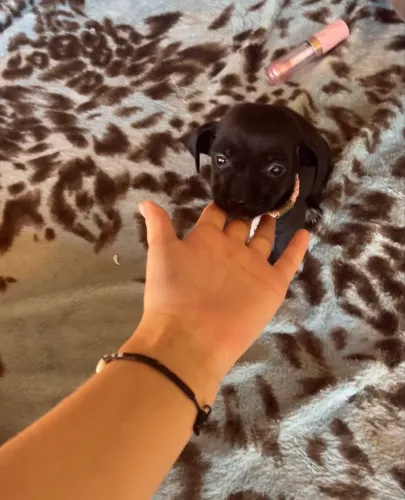 Pinscher