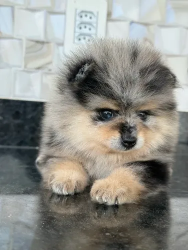 Lulu da Pomerania Macho cor exótica