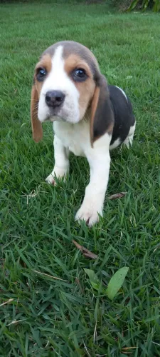 Beagles disponiveis