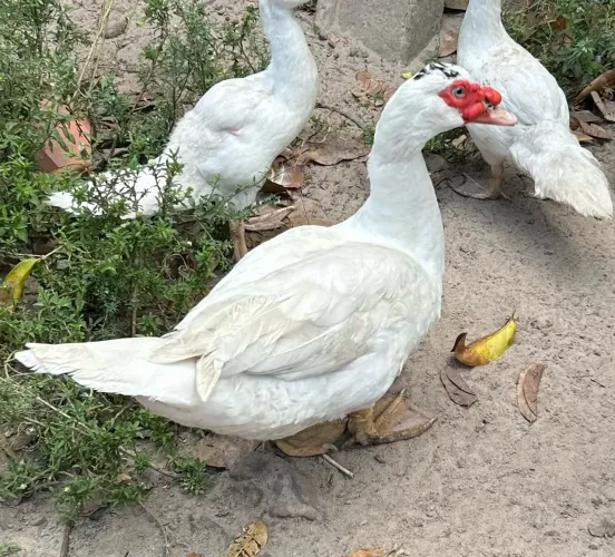 Pato
