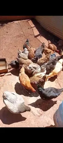 Galinhas caipiras ,galos ,patos ,angolas ,pintinhos 31- *