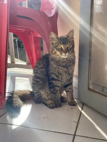 Doa se gatinhos peludos 