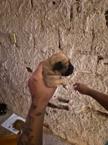 Doação raça indefinida