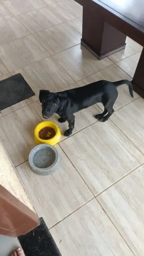 Cachorro mistura com labrador retriever 