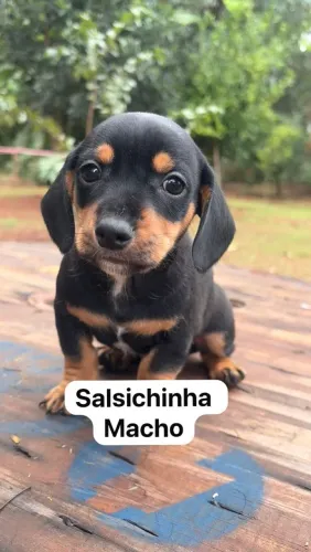 Salsicha Danschund Macho