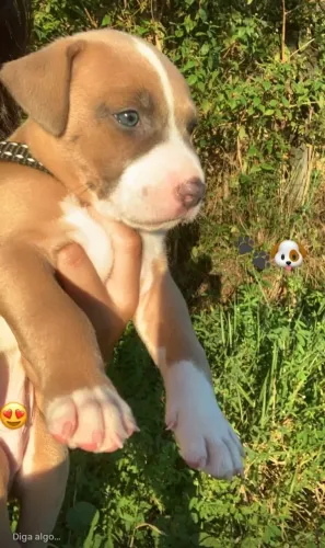 Vendo Pitbull moster 2 meses