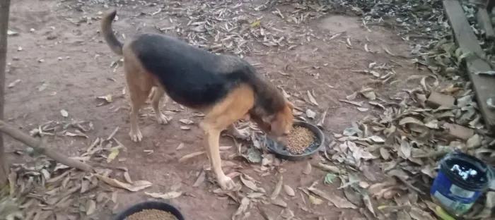 Animais de estimação 