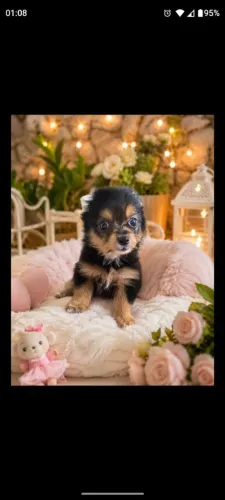 Filhote de yorkshire mini terrier