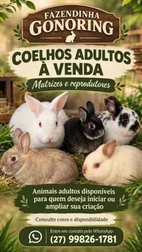 Matrizes adultas coelhos Netherland Dwarf