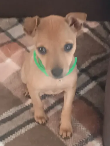 Pincher 0