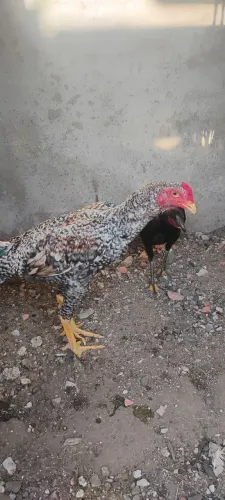 Frangos