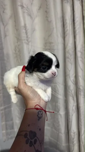 Cachorro