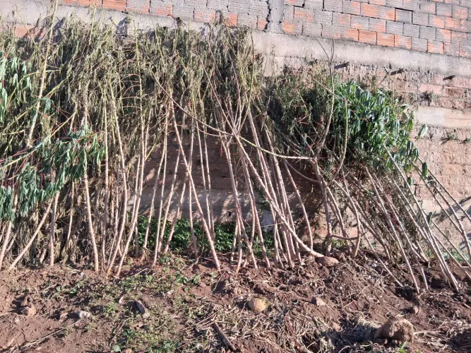 Ramas de Mandioca