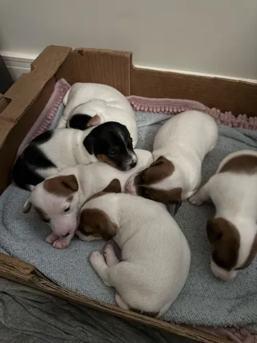 JACK RUSSELL TERRIER