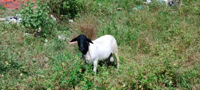 carneiro